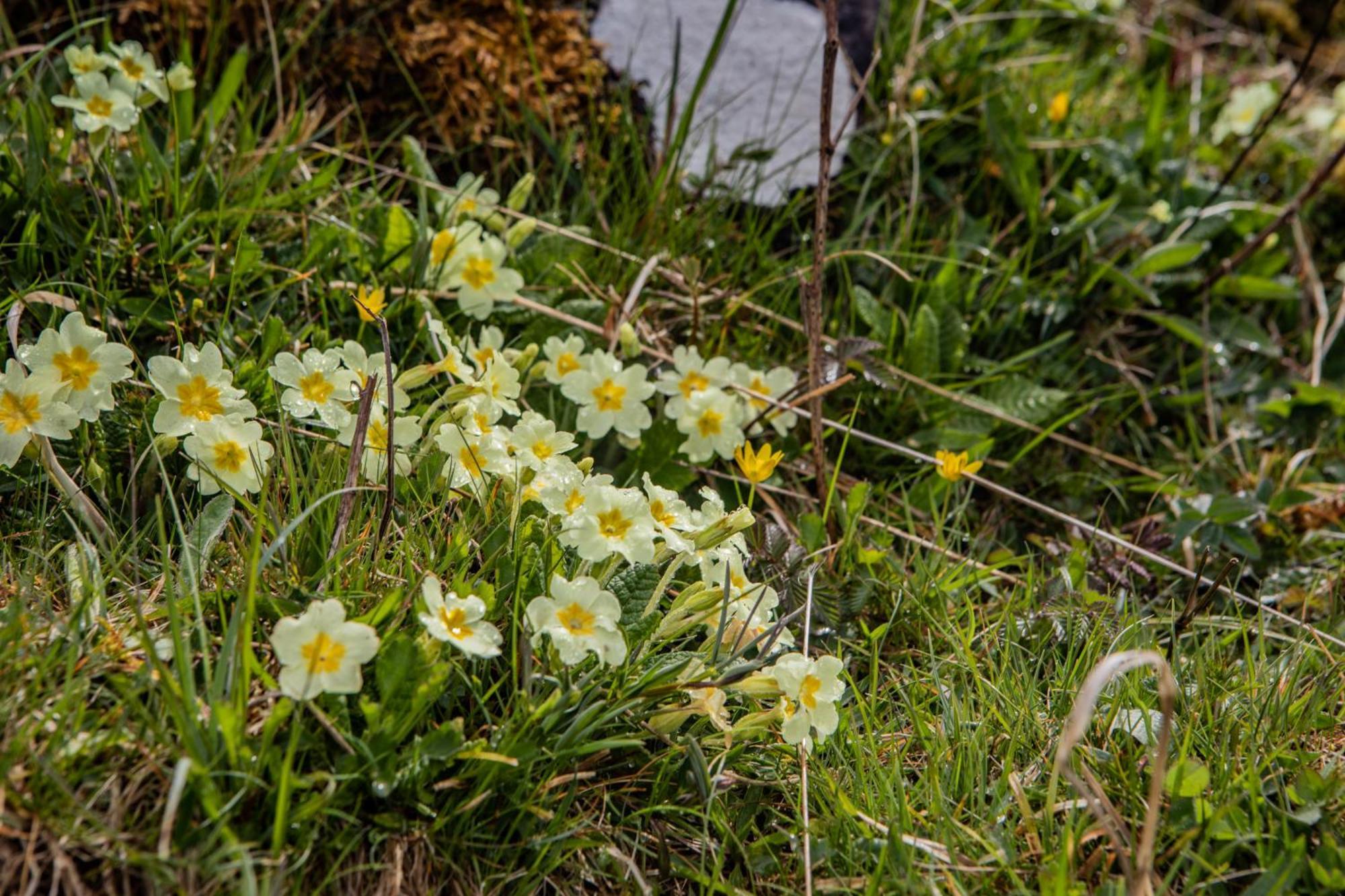 Edinbane Self Catering - On The Croft At Edinbane Villa Eksteriør bilde